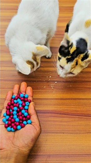 Cute Cat ASMR with Rainbow Beads 🌈 | Oddly Satisfying Reverse Video for Sleep & Relaxation