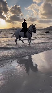 Alghero: caddos in su mare . . 🎥 di Francesco Salis @francesco.salis_sardegnatour . #sardegna_mia #alghero #caddosinsumare #cavalli #tramonto #sunset #sardegna #sardinia #cerdeña #welcometosardegna #sardegnapuntoradio #igersardegna #ioscelgolasardegna #labellezza #sardiniaforyou #sardegnamia #reels #algherofficial #algherobeach #cavalli #horse | Sardegna mia