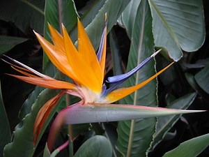 Plants & Flowers Of The Caribbean - Garden Guides