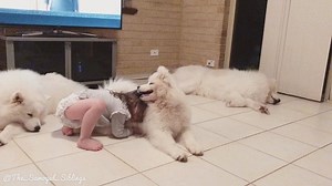 550K views · 26K reactions | Layla & Mash, always upto mischief 殺❤️ | The Samoyed Siblings | Facebook