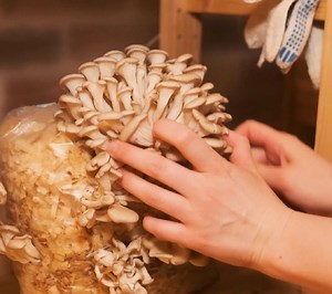 28K views · 48 reactions | Techniques for Growing Mushrooms at Home | 5-Minute Crafts UK | Facebook