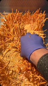 More clean substrate harvesting! Time to get back to the lab experiments raising cordycepin levels. Gonna make yall extraction obsessed pay the farmer when COAs come back flaming hot. Until then, listen to “metal fingers” DOOM on this #metalmycologymonday. #fungi #mycology #mycologymonday #mushrooms #mushroom #foryourhealth #farm #farming #cordyceps #science #mushroomcultivation #growanarchy #hiphophead #flaminghot | Shroomsquatch Myco-ventures