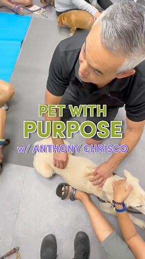 ANIMAL LOVERS - Anthony Chrisco @the_fascianator is coming back with ‘Petting with a Purpose’! Here’s all the details 🐕 you need to know: WHEN: Saturday, July 8th @ 10am WHERE: 📍Ali’i Kaka’ako CALL: 234-3441 for reservations! $70 ✨ Includes roller Participants of this fantastic workshop will learn the basics of the myofascial system and lymphatic system of their canine fur baby. 🐾 They will also learn what “petting with purpose” is and how simple massage and rolling techniques are applied to 
