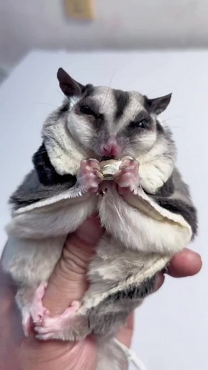 relax sounds #sugarglider #pet #fyp