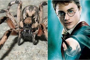 A spider species named after Harry Potter movie character? Read all about it
