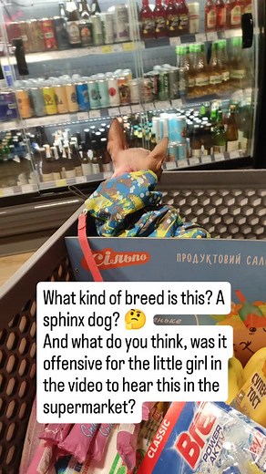 #xolo #xoloitzcuintli #xolodogs #hairlessdog #xolominiatura #minidog #xoloitzcuintle #lovexolo #mexicanhairlessdog #dogsofukraine | Mexican hairless dog miniatura, Xoloitzcuintli, Sine Metu kennel