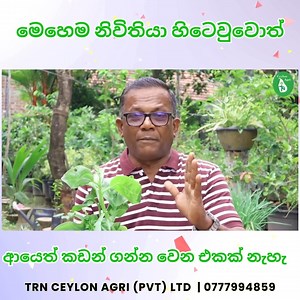 මෙහෙම නිවිතියා හිටෙවුවොත් ආයෙත් කඩන් ගන්න වෙන එකක් නැහැ How to Grow Spinach | Ceylon Agri