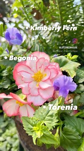 1.3K views · 28 reactions | We have the perfect planter recipe for...