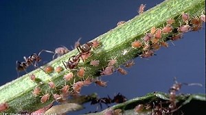 How Argentine ants can harm plants in your garden