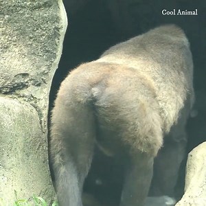 70K views · 3.1K reactions | Sweet interaction between gorilla family meeting if favorite cave, Lovely gorilla mom & son happy meeting. | Cool Animal | Facebook