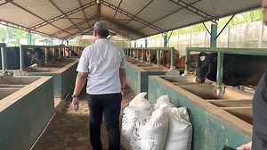 108K views · 1.5K reactions | obral sapi kurban paling TERMURAH SEDUNIA ‼ malang - surabaya siap kirim  | Pesona wisata kita | Facebook