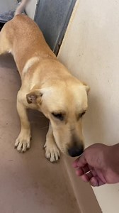 95 reactions · 57 shares | SOL - ID#A019649 My name is SOL. I am a...