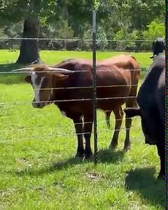 Moving Miley - welcome to the rodeo | Shirtless Jake's Homestead