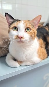 Flora 🌼 is a little (8 month) lady ready to meet you! Her sister Fauna was adopted a few weeks ago, and now Flora is waiting for her turn. Open your heart to this sweet girl and submit an application at abandonedpetrescue.org #adoptacat #sheltercat #calico #catsofinstagram #adoptdontshop #ftlauderdale | Abandoned Pet Rescue
