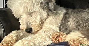 Kc Registered Old English Sheepdogs for sale in Driffield | Pets4Homes