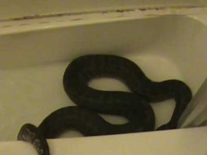 Rock Python (Part 2 of 2) Escaping Constricting Technique