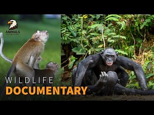 Monkey Mating Rituals: Strange Flirting and Bizarre Behaviors | Wildlife Documentary