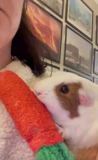 Rosie Happy Pig Appreciation Video