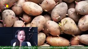 5.5K views · 52 reactions | - ၸွင်ႇထုၵ်ႇလီၵိၼ် ဢႃႇလူး၊ ၽၵ်းမီႇႁူဝ်လႅင် ဢၼ်ဢွၵ်ႇငူင်းဝႆႉ ? #knowledgesharing #ၽူႈတွႆႇႁွၵ်ႈ #Shannews #ႁူင်းပွႆႇသဵင်ၽူႈတွႆႇႁွၵ်ႈ | SHAN News | Facebook