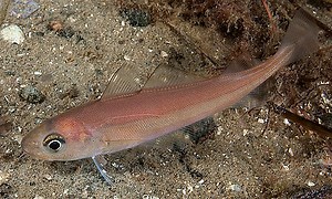 Trisopterus esmarkii