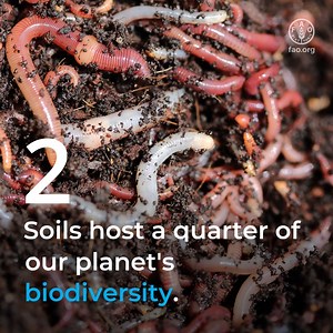 A healthy diet cannot exist without good soil! 綾 #SoilHealth is the foundation of our #FoodSystems, a habitat for countless organisms, and a crucial carbon sink in the fight against #ClimateChange. Celebrate #WorldSoilDay starting from your plate! ️ | EUFIC - European Food Information Council | Facebook