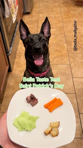 Bella_Maligator on Instagram: "St. Patrick’s Day #bellatastetest #stpatricksday☘️ #belladog #malinoismastiff #spittingdog #automatictrashcan #cabbage #carrots #sirloin #potatoes"