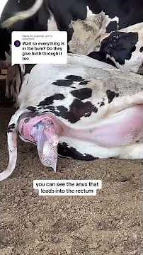 Understanding Cattle Anatomy | A Dairy Vet Explains