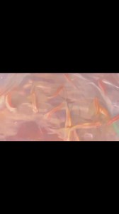 The LongFin Leopard Danio is a popular fish that has beautiful long flowing fins. Currently available at Fish Master Marvelous Long Fin Leopard Danio 3.5cm (stunning) $6.95ea or 10 for $50 Pick up from Paddington Brisbane - Contact Marvel 0405 632 467 Video of current available stock. #longfin #longfinleoparddanio #fishman #Fishmastermarvelous #service #retail #maintenance | Fish Master Marvelous