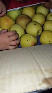 Granny Smith current situation harvested 18 oct Unpack again 28/12 #grannysmithapples 1:Color change from green to yellow . 2:Sunburn scald black shinning ebony 3: reason can be harvested unripe or prolonged storage at normal room temperature | MY STATE MY PRIDE