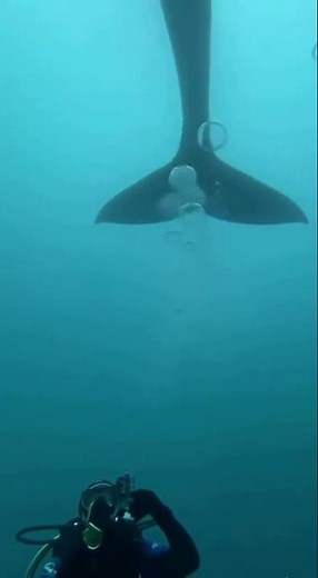 Divers Capture Insane Whale Tail Strike — Camera Glitches From Impact 🐋💥