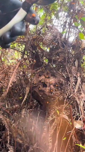 #waspremoval #burn #hornets #bees #wasps | Hunter Wasps