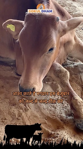 3.5K views · 107 reactions | Jai Gau Mata Jai Gopal #cowrescue #jaigaumata #jaishreekrishna #explore #animallover #animaltreatment #cowtreatment #streetcattle #fypシ゚viralシ2023 | Gokul Dham Mahatirth | Facebook