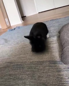 Great Lakes Rabbit Sanctuary on Reels