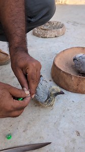 Setting Pigeon's Foot Tag Number | Sami Loft & FarmHouse