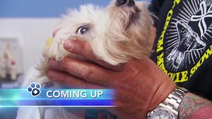 2.5K views · 94 reactions | Today on Dr. Chris Pet Vet, two beloved canines have mysterious medical problems! | Dr. Chris Pet Vet | Facebook