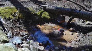 Northern Flicker (female) bathing at the stream! She is also joined by an American Robin, who would normally dominate the bathing spot, but the Flicker must be the boss here lol! Such beauties!! Have a great birdie day!! #birds #greatbirdieday #birdwatching #nature #wildlife #spring2024 #kalamazoo #birdsytv | The Bird Perch