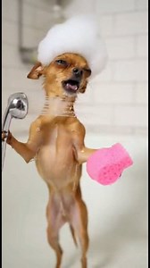 When Your Chihuahua Thinks He’s a Shower Rockstar 🎤🚿” #FunnyDogs #ChihuahuaLife #PetComedy #FunnyPets #DogReels #ComedyReels #CuteDogs #ViralDogs #ShowerSinger #DogHumor #AIpets #PetShorts | Bawatin