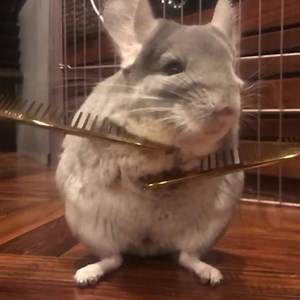 Just a chinchilla getting a massage, nothing to see here 😍😂 | VT