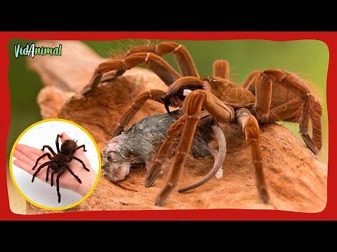 THE GOLIATH TARANTULA: The largest spider in the world.
