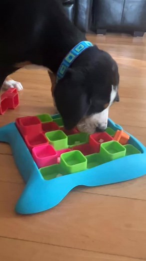 Puzzle toy for something different this afternoon. #nashpuppies #gsmd #greaterswiss #greaterswissmountaindog #swissy #swissies #greaterswissmountaindogsofinstagram #swissysofinstagram #swissiesofinstagram #gsmdofinstagram #akc #preservationbreeders #westminsterkennelclub #petfirstshowdogsecond #purposefullybred #healthtestedparents #heritagebreeder #showdog #adoptorshop #prismgsmd | Prism Greater Swiss Mountain Dogs