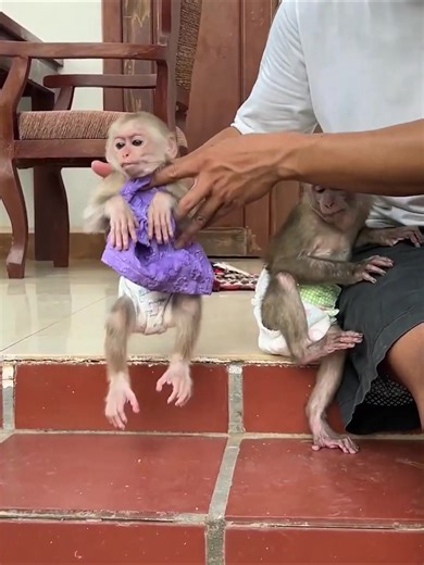 15K views · 266 reactions | Mommy Chicken Anqry Monica BecOz Monica H-u-rt Her Baby Chicks #monkeyseemonkeydo | Monkey vdo | Facebook