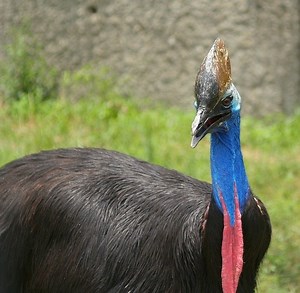 Wykluł się nowy kazuar. To najniebezpieczniejszy ptak na świecie? Jest spokrewniony z dinozaurami