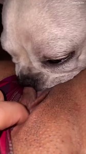 Dog eating Pussy through panties