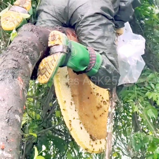 2.6K views | Harvest Giant forest honey bee. #nature #video #facebookpost #farms #pig #pigfarm #animal #honeybees #honey | Farming Ideas ASK25 | Facebook