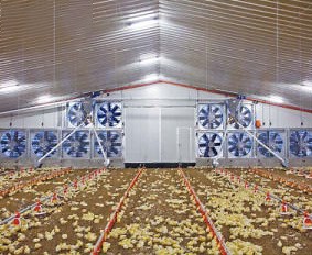 [Hot Item] ISO Certificate Chicken Layer Poultry Farm Tunnel Ventilated Poultry House Building