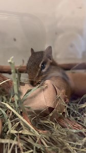 This young chipmunk has been with us for the last month or so after recovering from a cat attack, and has needed time to grow up and mature. While in care, we try to make sure our patients are enriched to keep their minds and bodies busy and to help relieve the stress of being in captivity. This chip took immediately to a hickory nut hidden in a cardboard ball! If you find any wildlife that has been in a cat’s mouth, those animals NEED medical treatment right away for their best opportunity at a