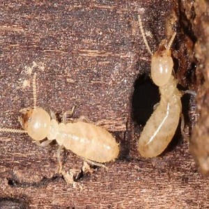 Termite: What are they, how to detect them and the damage they cause ▷➡️ Postposmo