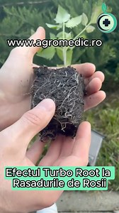 Efectul Turbo Root la răsadurile de tomate. Rădăcinile încep să iasă pe unde găsesc găuri #turborootrasaduri #rasaduriputernice #legume #startrasaduri #agromedicro | Agromedic.ro