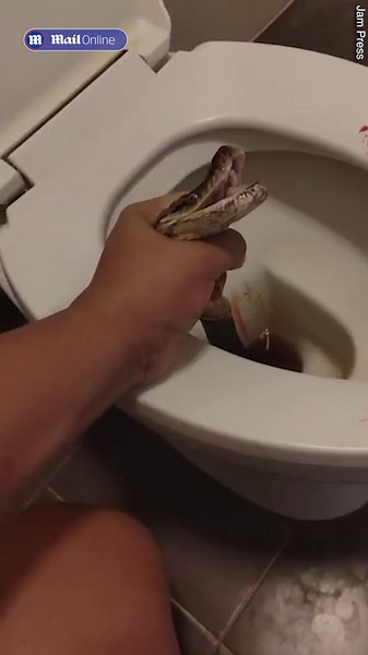 Shocking moment man pulls snake out of toilet after being bitten in the testicles