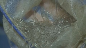 Elver harvesters to see stricter regulations in 2019 season